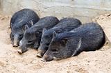 piglets sleeping in the sand
