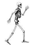 Full Human Skeleton Illustration on White Background