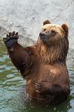 Brown bear greets somebody