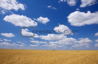 Late summer field under blue sky