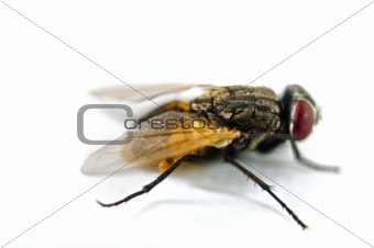  close up of a fly 