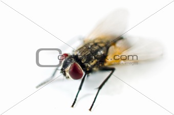  close up of a fly 
