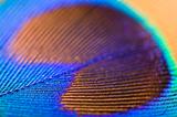 close up off a peacock's feather 