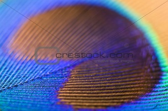 close up off a peacock's feather 