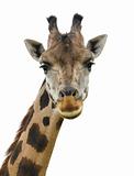 giraffe head facing