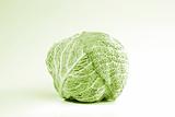 Green cabbage vegetable