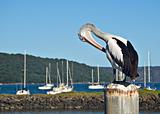 pelican postcard