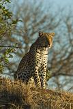 leopard on hill