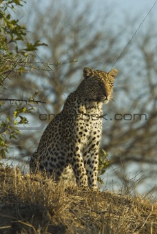 leopard on hill