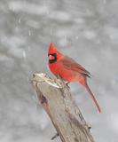 Northern Cardinal In Snow 