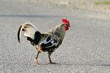 Hen on the road