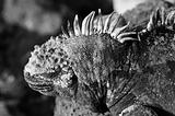 Iguana on the Rocks Black & White