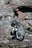 Grooming Penguin