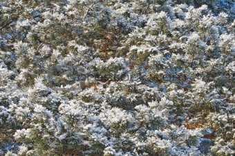 Pine-ttree in winter
