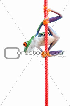 frog climbing rope isolated on white