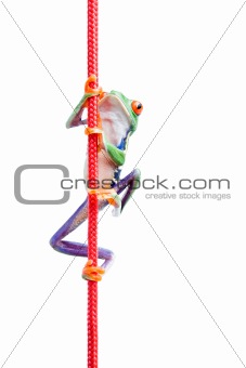 frog climbing rope isolated