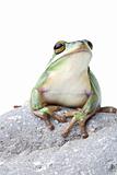 green tree frog on rock isolated