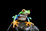 frog on a rock isolated black