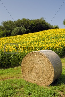 hay bale with sunflower field