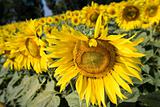 Field of sunflowers. Multitude of sunflowers is growing on a fie