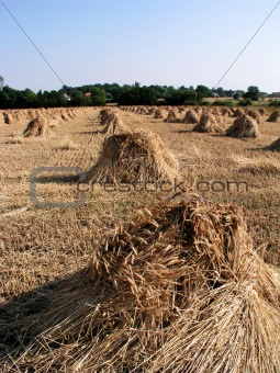 hay field in the summer sun
