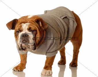 english bulldog wearing sweatsuit