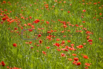 red poppies growing in field early summer France