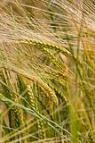 wheat crop growing in field France