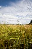 wheat crop growing in field France