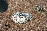 Gray sea pebbles 2