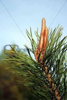 branch of the pine 