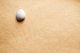 Sand Shell Background