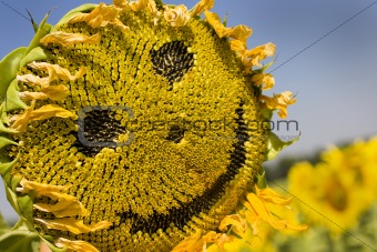 Smiling sunflower. Sunflower is smiling on the filed.