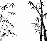 branches of a bamboo on a white background