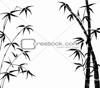 branches of a bamboo on a white background