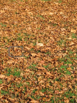 grass covered with orange leaves