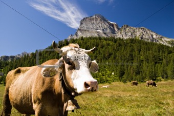 Alpe Veglia mountain pasture