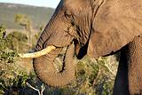 African Elephant Feeding