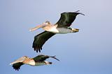Brown Pelicans in flight down the beach