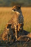 Cheetah Female and Cub