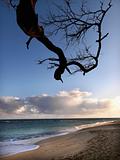 Maui Hawaii beach with branch