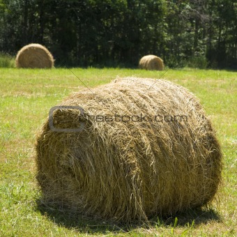 Hay bale on grass