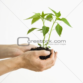Hands holding plant.