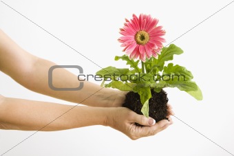 Hand holding gerber daisy.