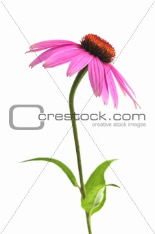 Echinacea purpurea plant