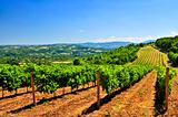 Landscape with vineyard