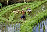 Bali ricefield