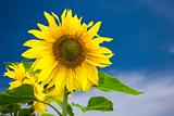 sunflower and sky