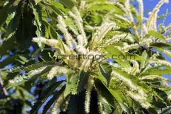 Blooming Chestnut Tree Close-Up