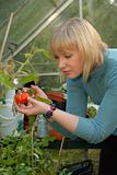 attractive girl tending tomatoes
